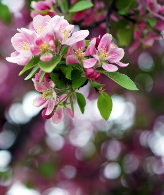 Pink May Blossom - Obrázkek zdarma pro 480x800