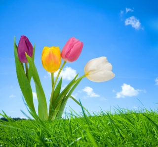 Spring Nature - Obrázkek zdarma pro iPad