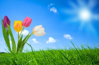 Spring Nature - Obrázkek zdarma pro Samsung Galaxy A3