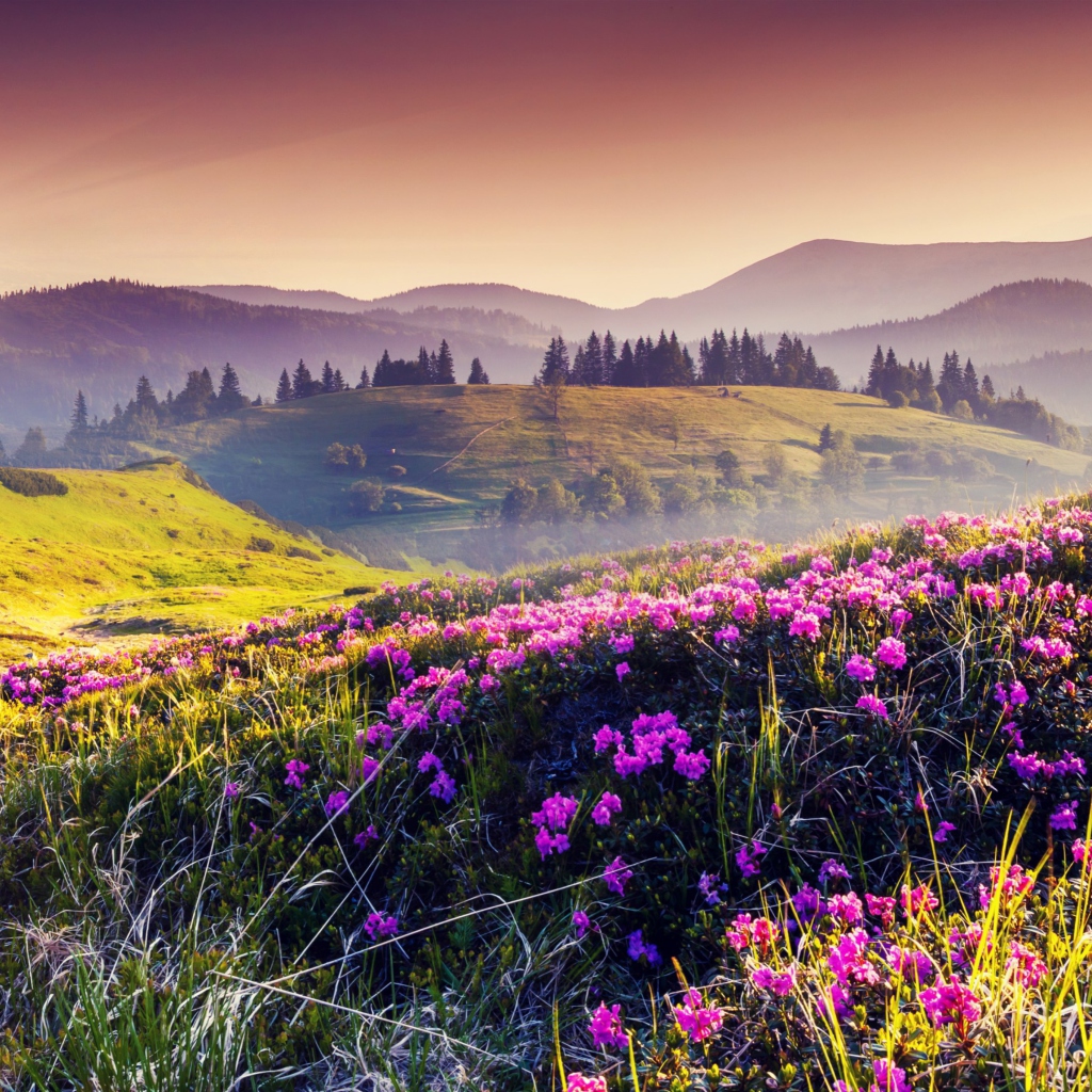 Fondo de pantalla Pink Flowers Field 1024x1024