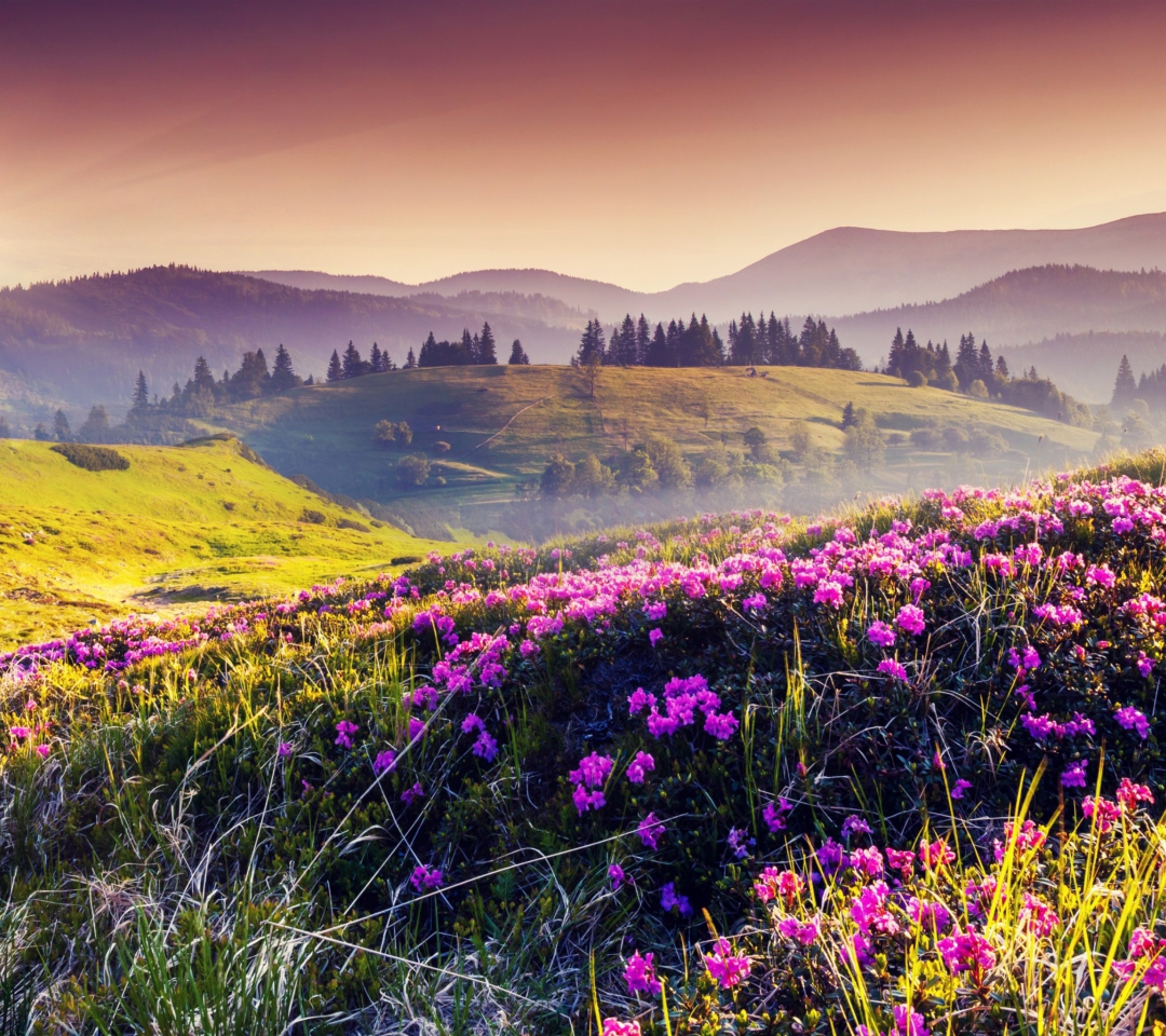 Das Pink Flowers Field Wallpaper 1080x960