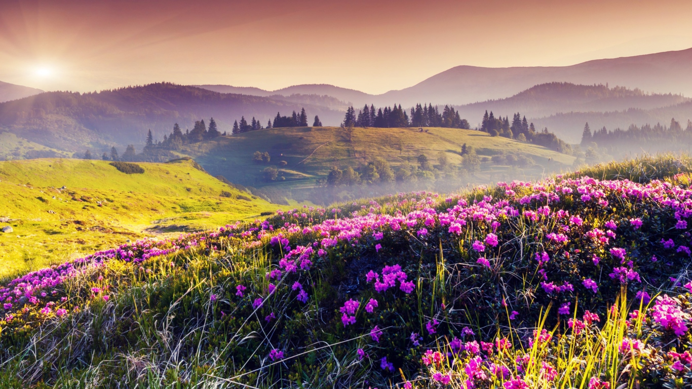 Screenshot №1 pro téma Pink Flowers Field 1366x768