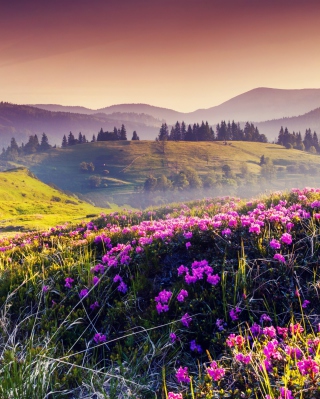 Pink Flowers Field sfondi gratuiti per HTC Pure