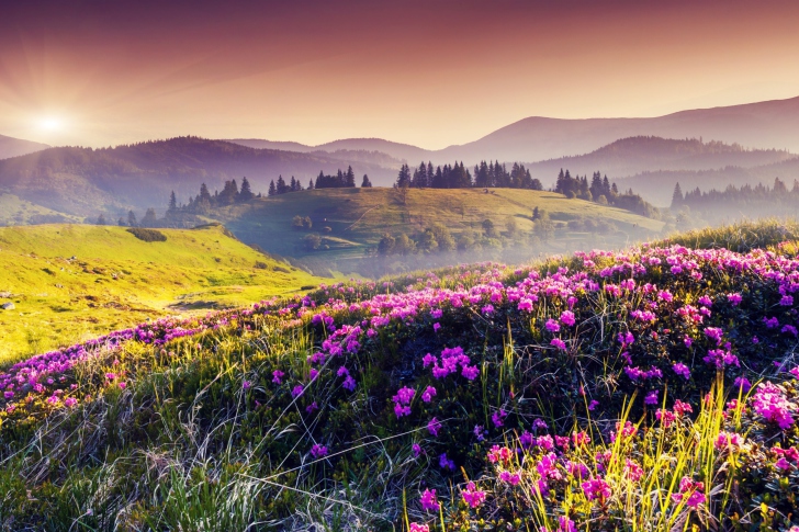 Das Pink Flowers Field Wallpaper