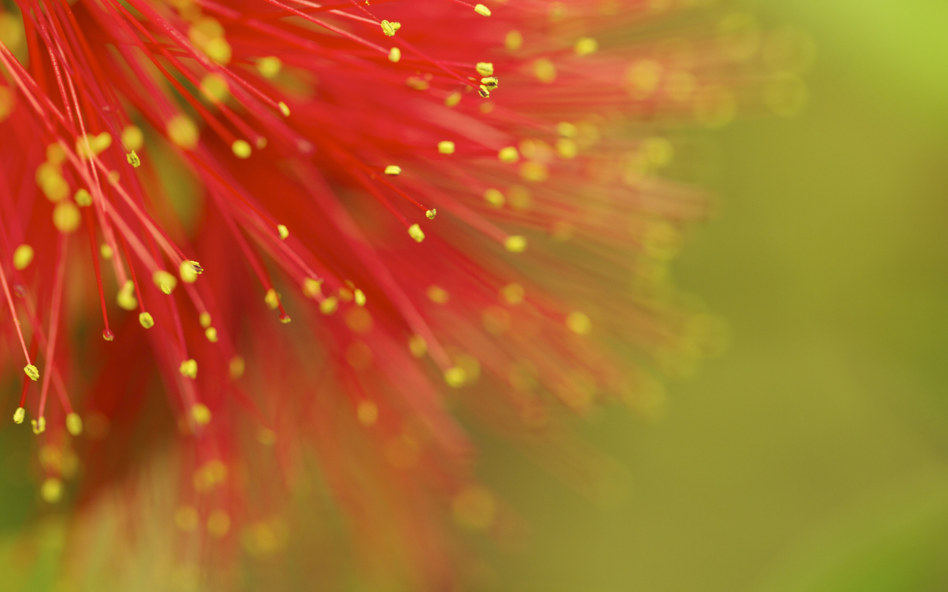 Red Flower Macro screenshot #1 1920x1200