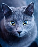 Das Cats Look Wallpaper 128x160