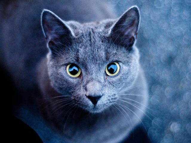 Cats Look wallpaper 640x480