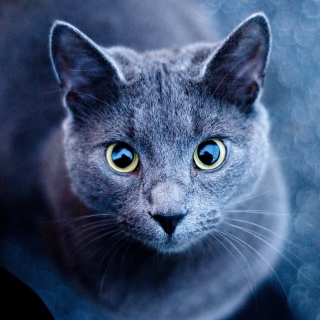 Cats Look - Obrázkek zdarma pro Nokia 6230i