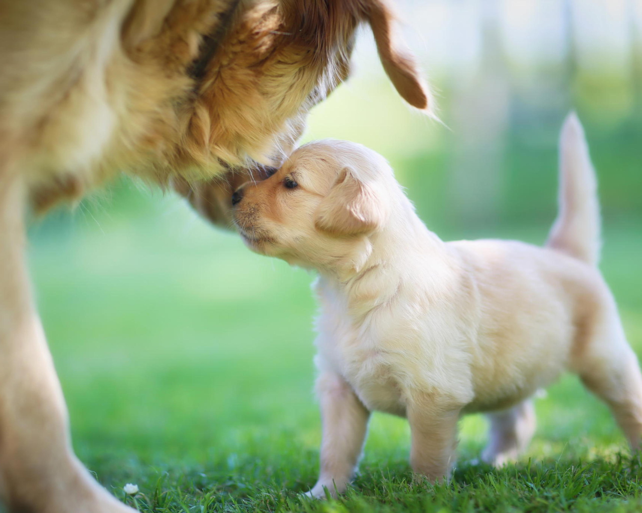 Das Golden Retriever Puppy Love Wallpaper 1280x1024