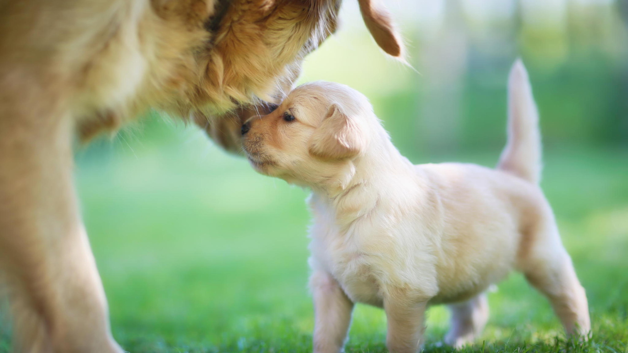 Das Golden Retriever Puppy Love Wallpaper 1280x720
