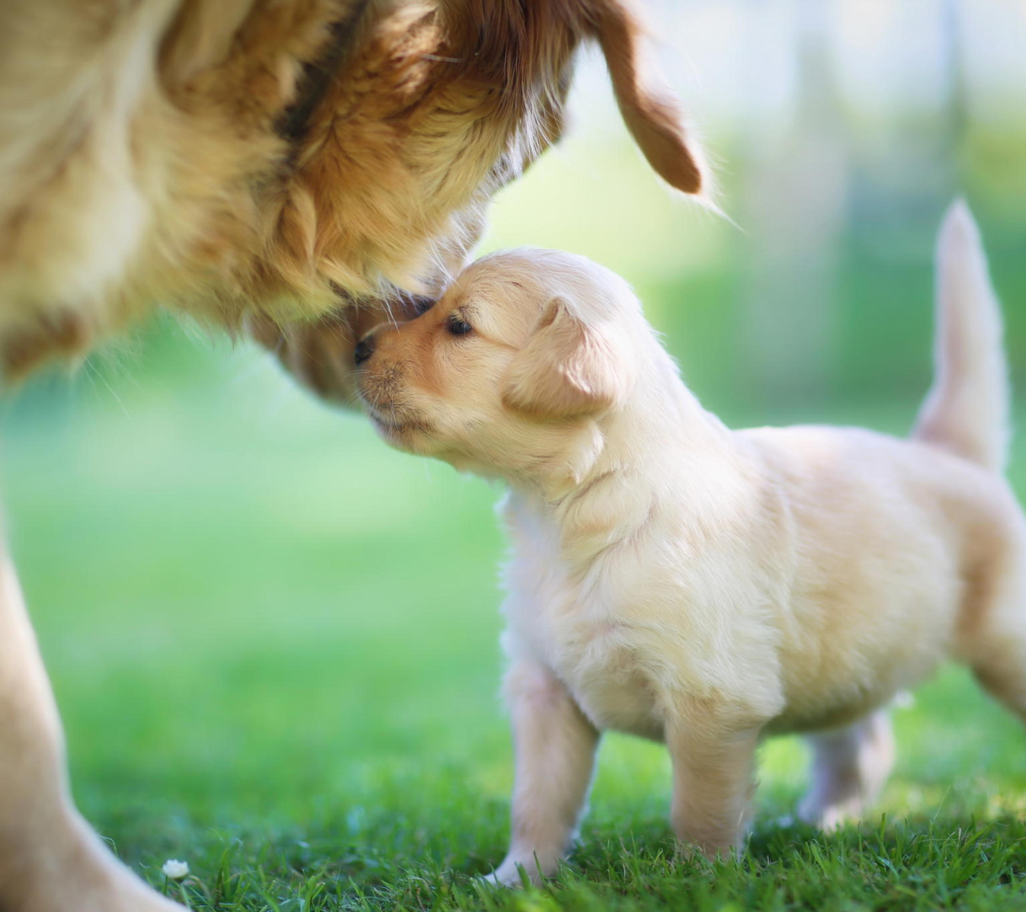 Fondo de pantalla Golden Retriever Puppy Love 1440x1280