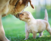 Обои Golden Retriever Puppy Love 176x144