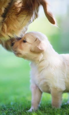 Das Golden Retriever Puppy Love Wallpaper 240x400