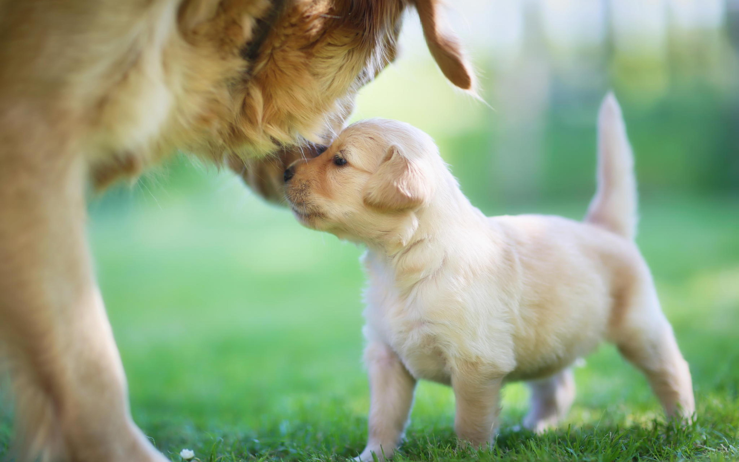 Golden Retriever Puppy Love wallpaper 2560x1600