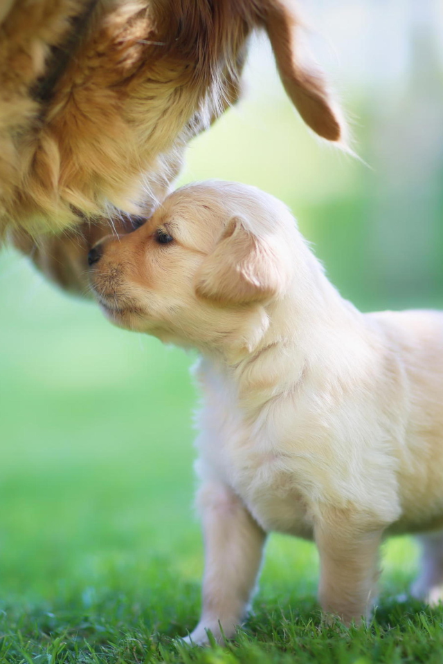 Golden Retriever Puppy Love wallpaper 640x960