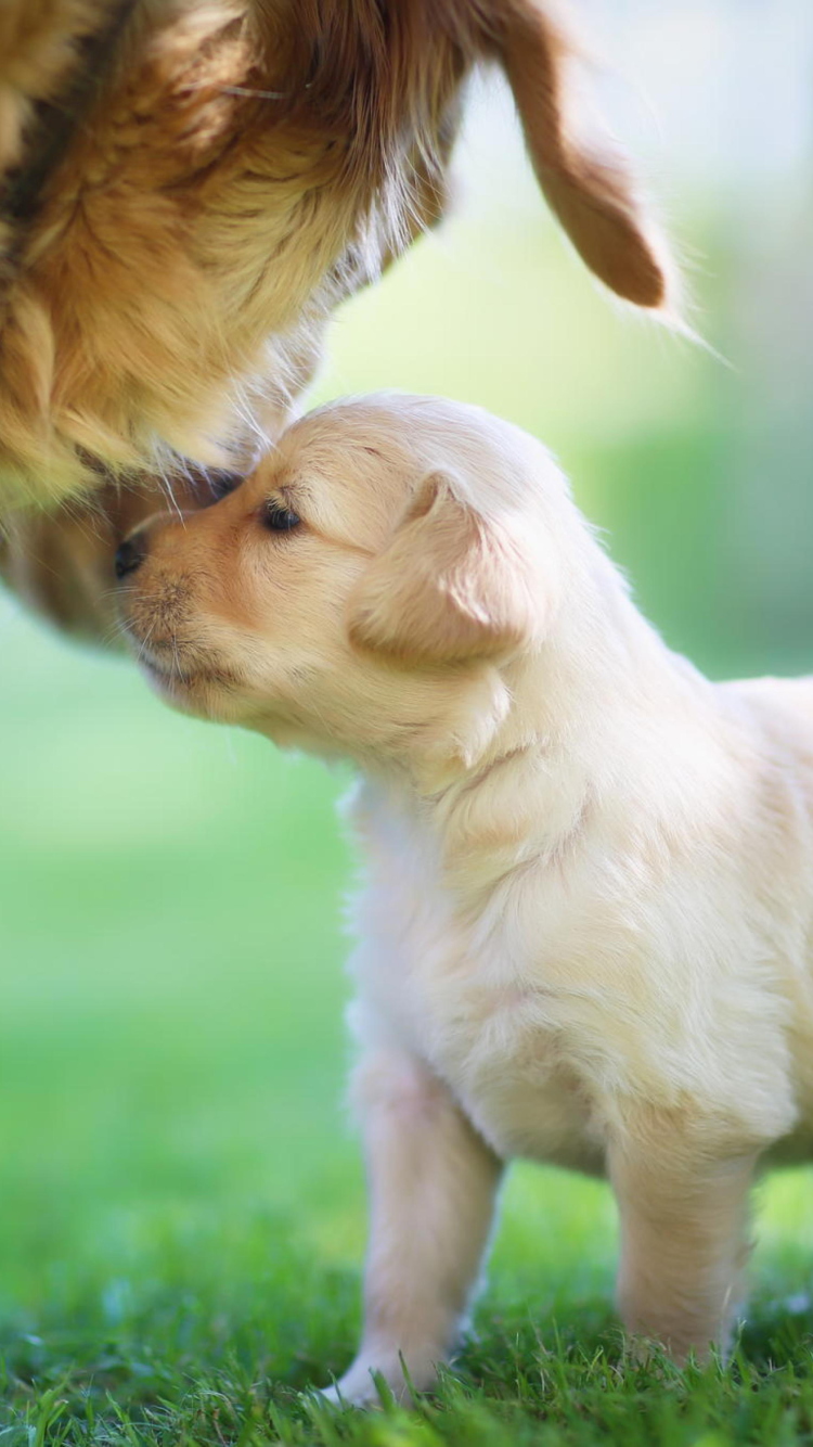 Das Golden Retriever Puppy Love Wallpaper 750x1334
