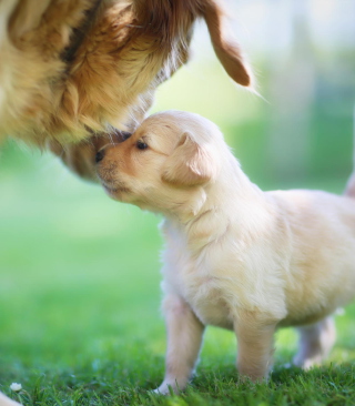 Golden Retriever Puppy Love - Obrázkek zdarma pro 128x160