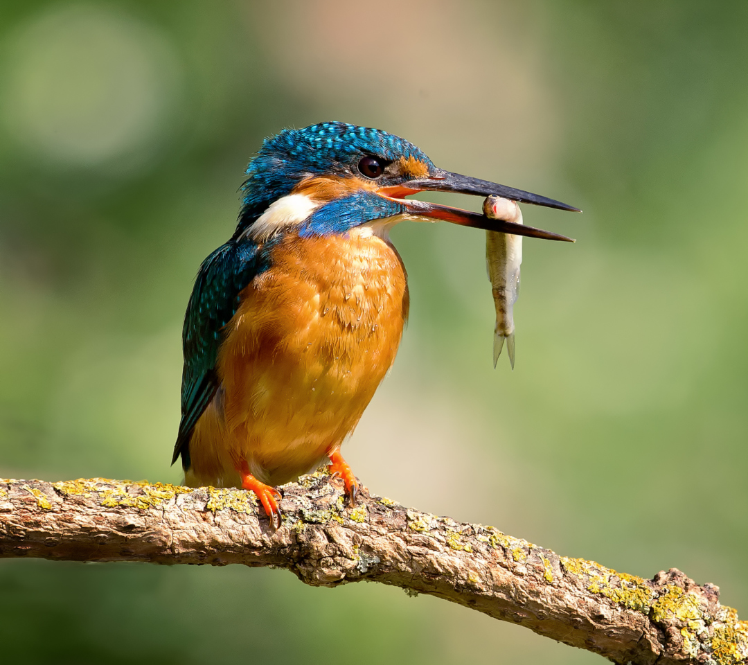 Das Kingfisher With Fish Wallpaper 1080x960