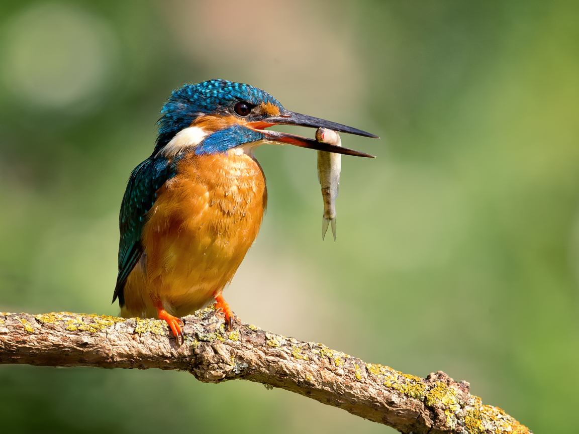Kingfisher With Fish wallpaper 1152x864