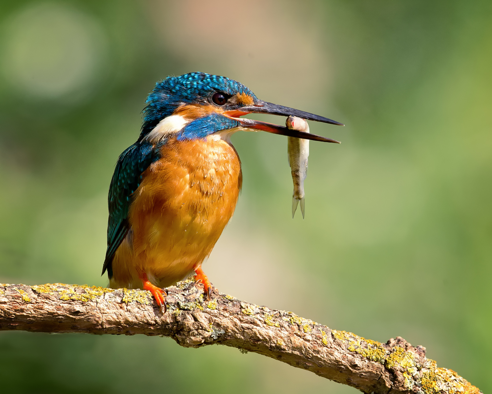 Das Kingfisher With Fish Wallpaper 1600x1280