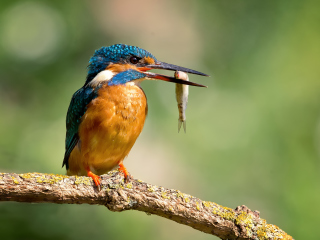 Kingfisher With Fish wallpaper 320x240