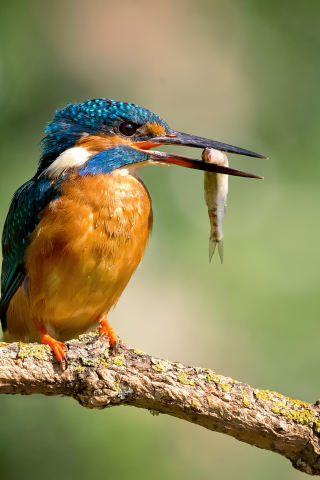 Fondo de pantalla Kingfisher With Fish 320x480