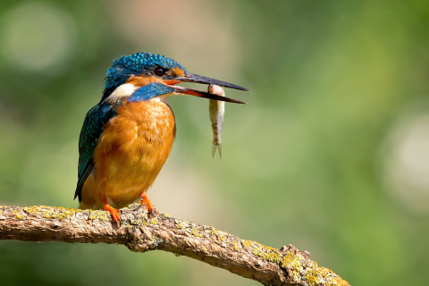 Kingfisher With Fish wallpaper 480x320