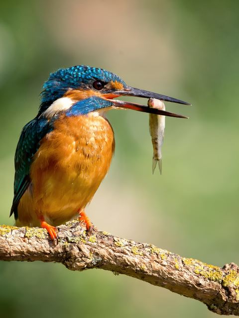 Das Kingfisher With Fish Wallpaper 480x640