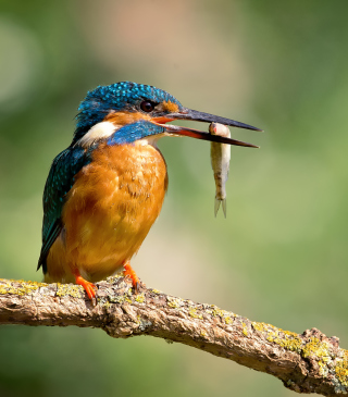 Kingfisher With Fish - Obrázkek zdarma pro Nokia Asha 308