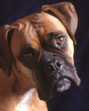 Das Bullmastiff Dog Wallpaper 128x160