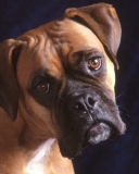 Bullmastiff Dog screenshot #1 128x160