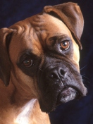 Das Bullmastiff Dog Wallpaper 132x176