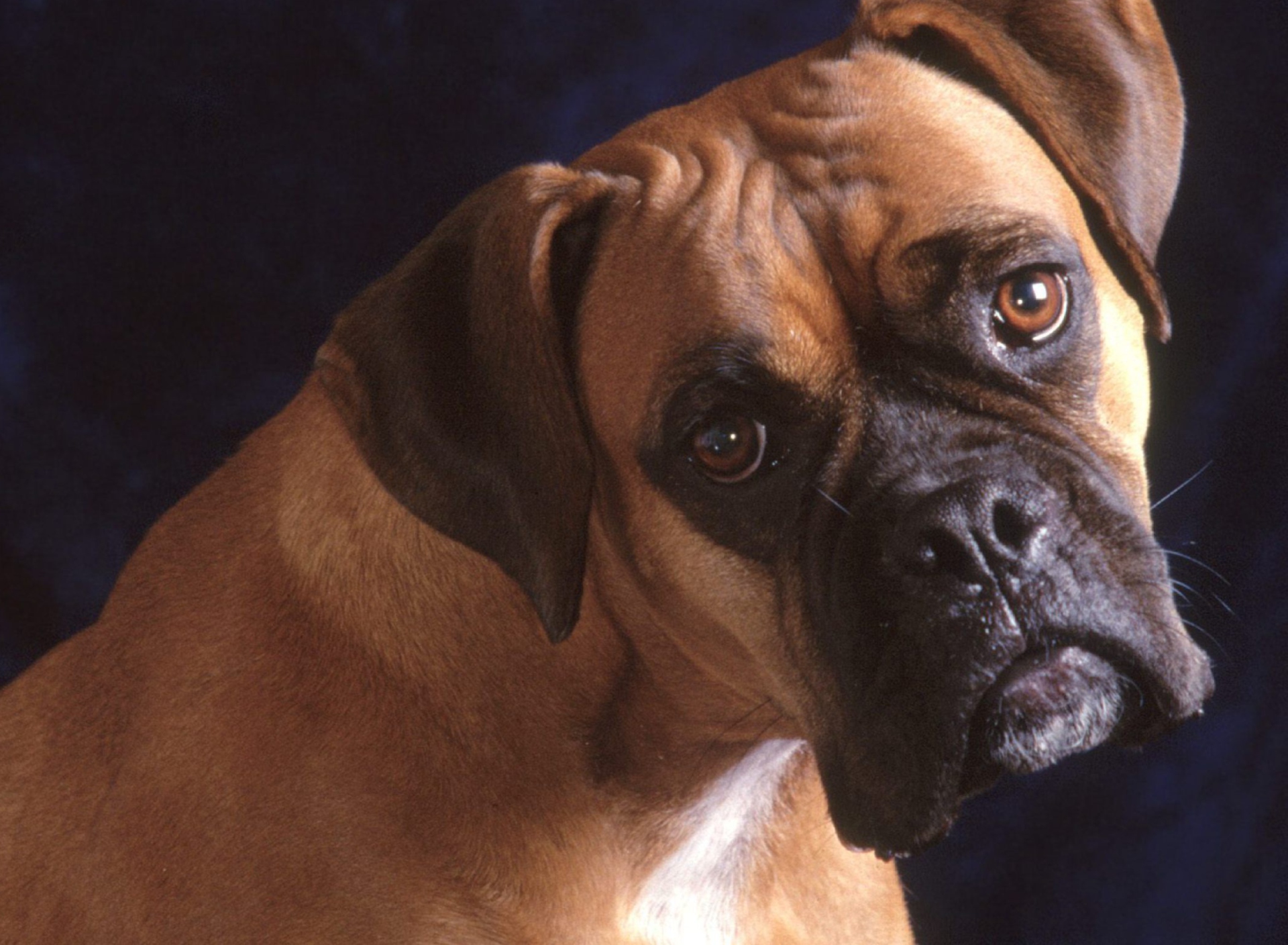 Bullmastiff Dog screenshot #1 1920x1408