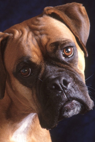 Das Bullmastiff Dog Wallpaper 320x480