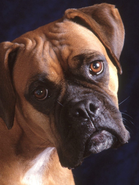 Das Bullmastiff Dog Wallpaper 480x640