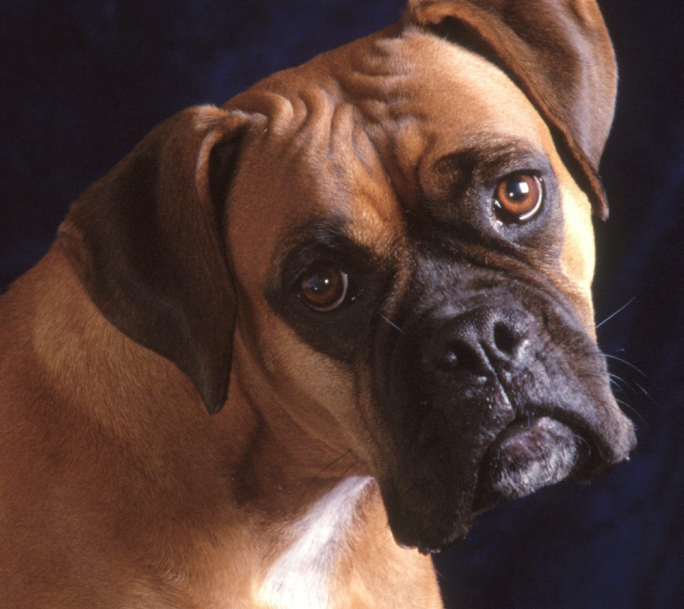 Das Bullmastiff Dog Wallpaper 960x854