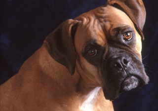 Bullmastiff Dog - Obrázkek zdarma 