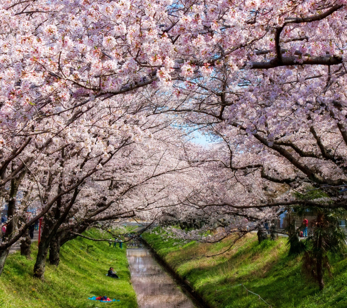 Iga River And Sakura wallpaper 1440x1280