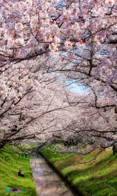 Iga River And Sakura wallpaper 240x400