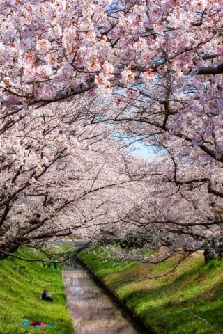 Iga River And Sakura screenshot #1 320x480