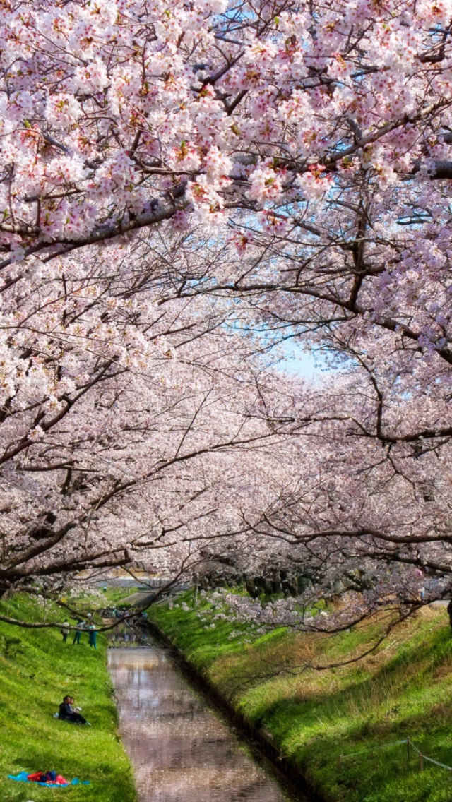 Iga River And Sakura wallpaper 640x1136