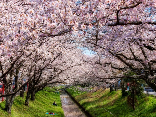 Iga River And Sakura screenshot #1 640x480