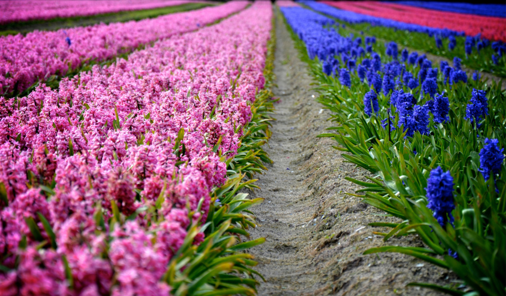 Hyacinths Field wallpaper 1024x600