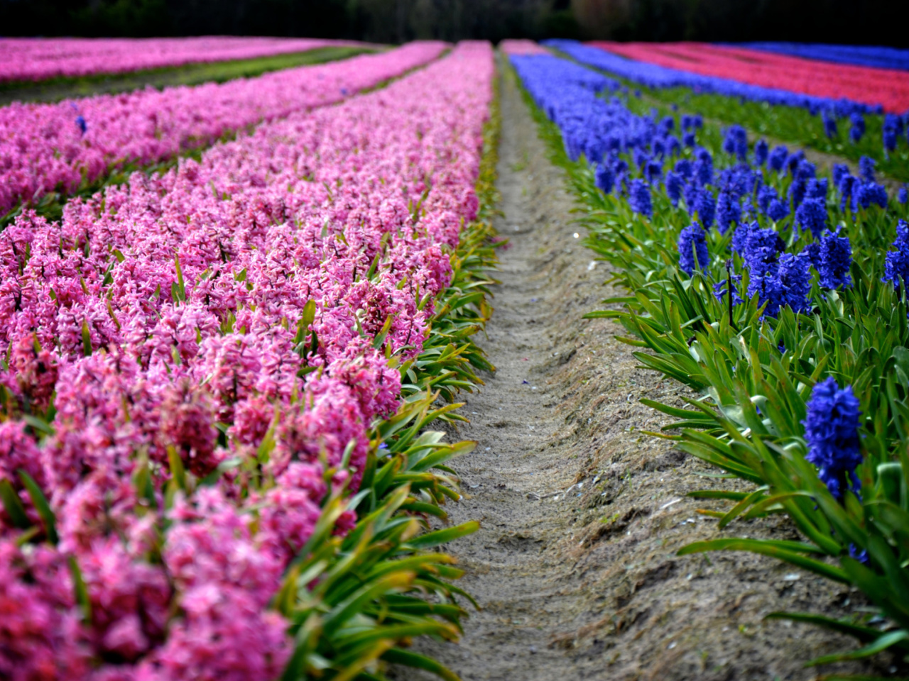 Fondo de pantalla Hyacinths Field 1280x960