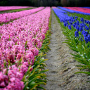 Hyacinths Field screenshot #1 128x128