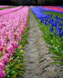 Fondo de pantalla Hyacinths Field 128x160