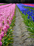 Sfondi Hyacinths Field 132x176
