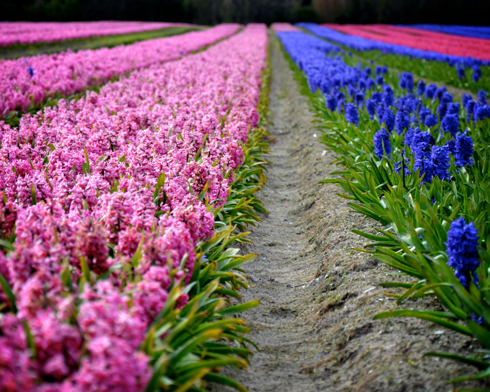 Fondo de pantalla Hyacinths Field 1600x1280