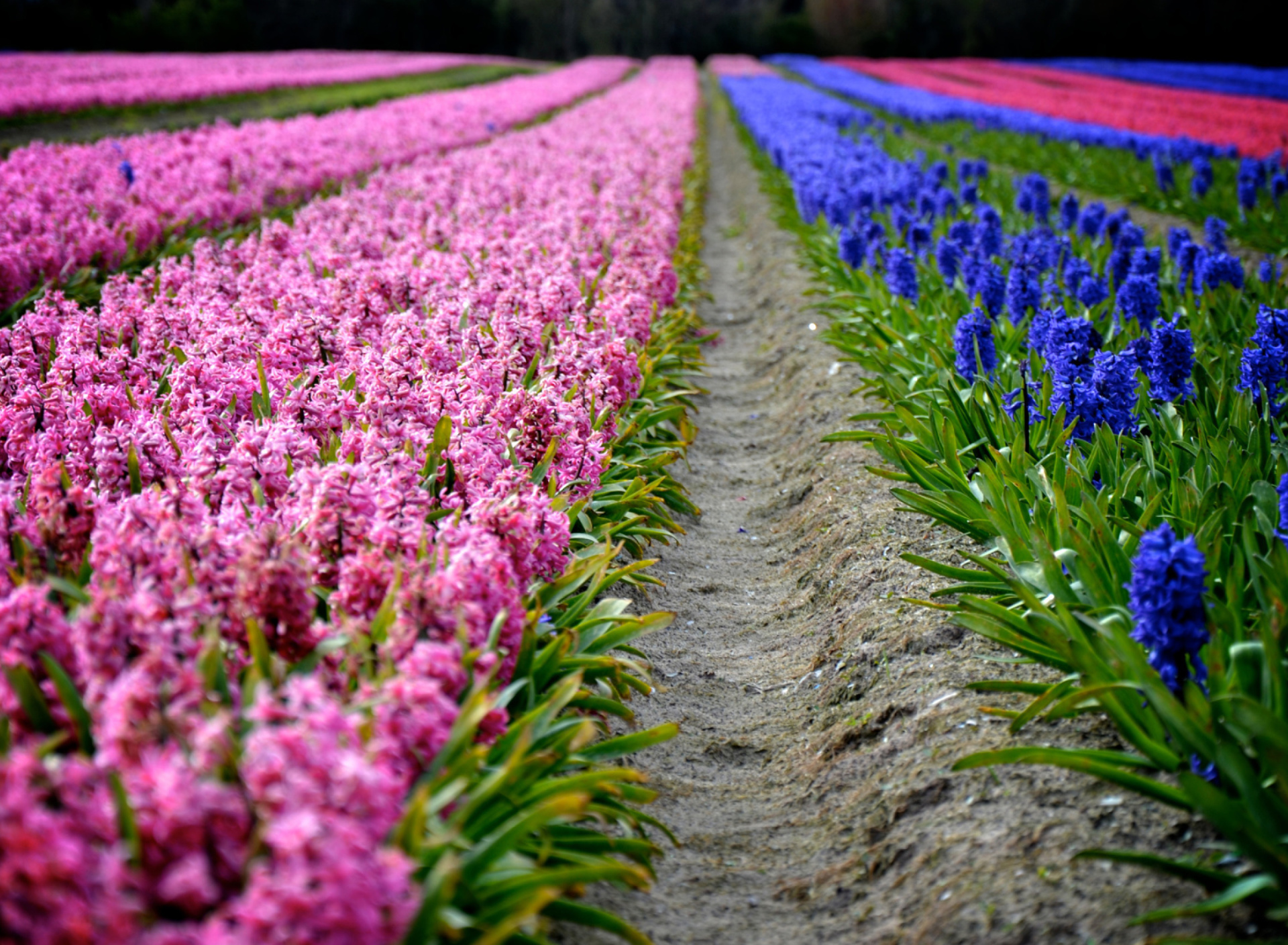 Fondo de pantalla Hyacinths Field 1920x1408