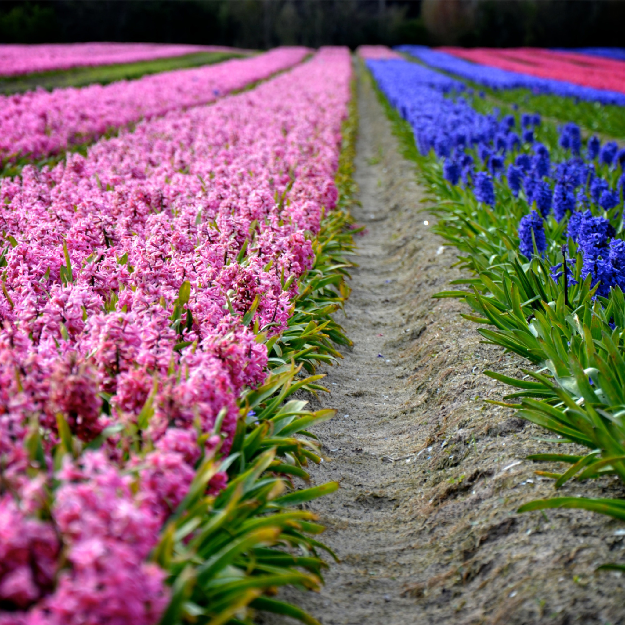 Fondo de pantalla Hyacinths Field 2048x2048